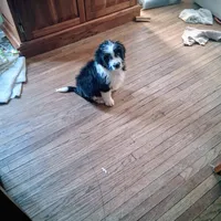 Brock, a male Aussiedoodle for sale in Argyle, WI – Photo 2 of 2