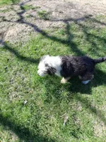 Freddy , a male Aussiedoodle for sale in Argyle, WI – Photo 2 of 2