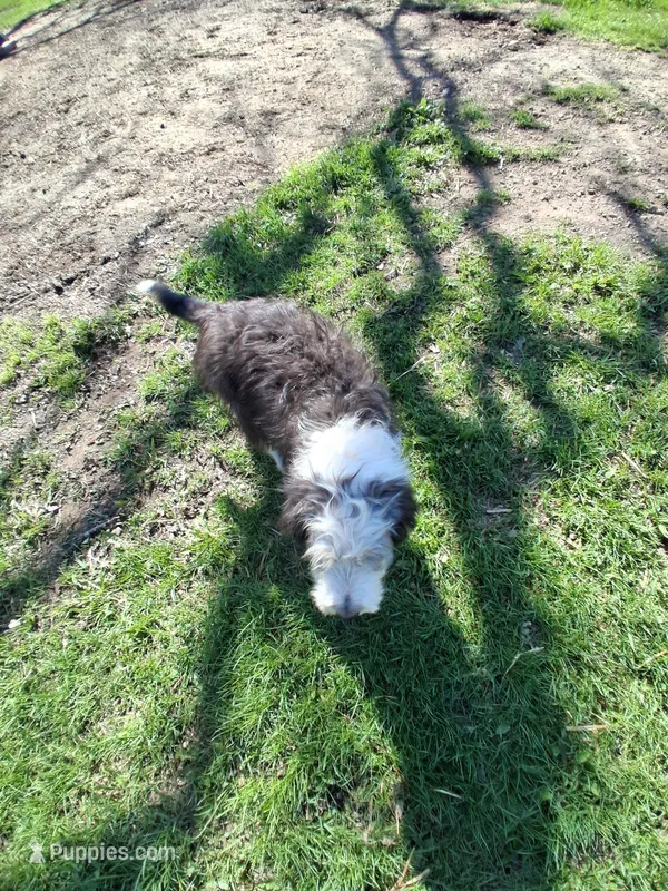 Freddy , a male Aussiedoodle for sale in Argyle, WI – Photo 1 of 2