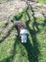 Freddy , a male Aussiedoodle for sale in Argyle, WI – Photo 1 of 2