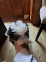 Harry Houston, a male Aussiedoodle for sale in Argyle, WI – 1 of 1