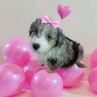 Cinderella , a female Aussiedoodle for sale in Argyle, WI – Photo 1 of 2