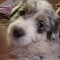 Cinderella , a female Aussiedoodle for sale in Argyle, WI – Photo 2 of 2