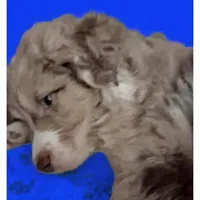 Hank, a male Aussiedoodle for sale in Argyle, WI – Photo 1 of 2