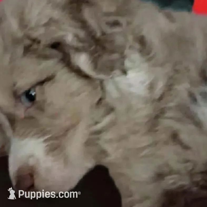 Hank, a male Aussiedoodle for sale in Argyle, WI – Photo 2 of 2