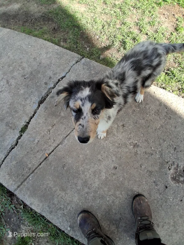 Annie – Aussiedoodle puppy for sale in Argyle, WI