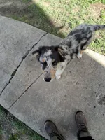 Annie, a female Aussiedoodle for sale in Argyle, WI – 1 of 2