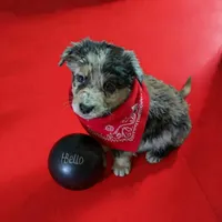 Annie, a female Aussiedoodle for sale in Argyle, WI – 2 of 2