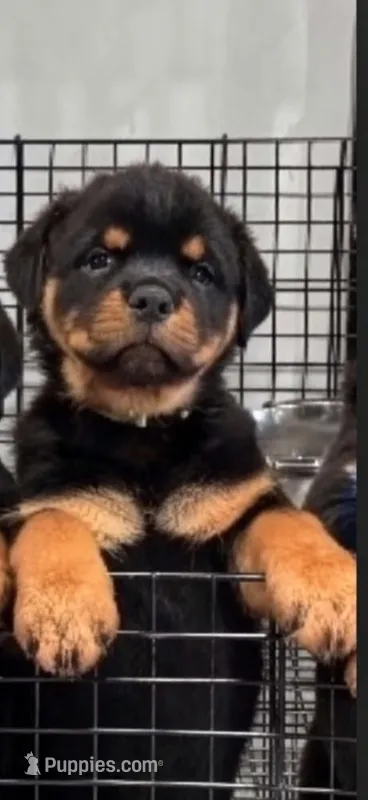 X – Rottweiler puppy for sale in Mobile, AL