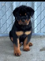 X, a male Rottweiler for sale in Mobile, AL – 3 of 4