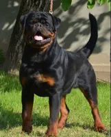 X, a male Rottweiler for sale in Mobile, AL – 4 of 4