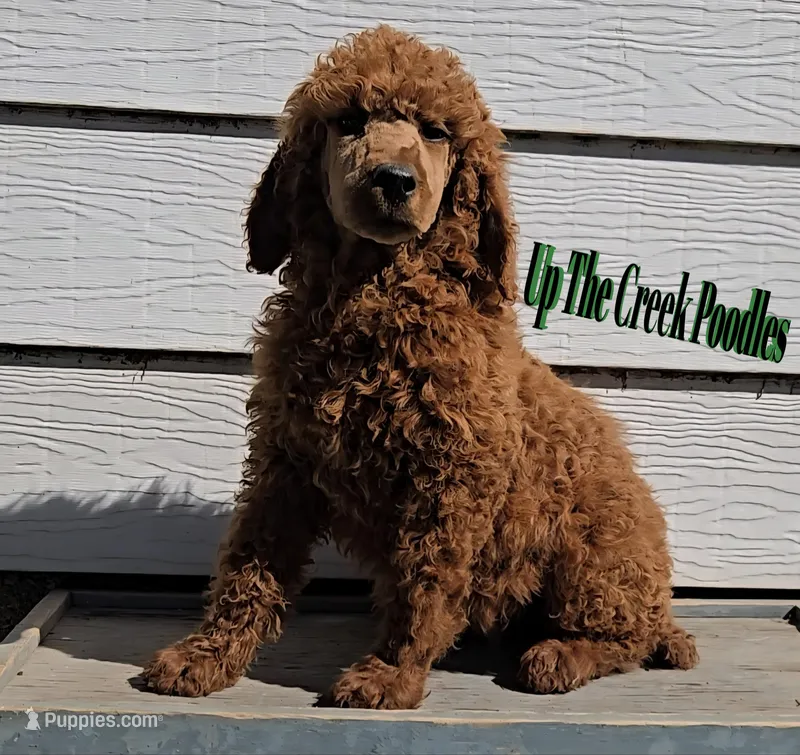 Green Collar – Poodle - Standard  puppy for sale in Purdy, MO