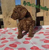 Green Collar, a male Poodle - Standard  for sale in Purdy, MO – Photo 2 of 10