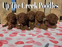 Green Collar, a male Poodle - Standard  for sale in Purdy, MO – Photo 4 of 10