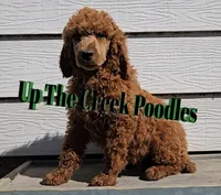 Green Collar, a male Poodle - Standard  for sale in Purdy, MO – Photo 3 of 8