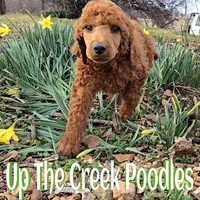 Green Collar, a male Poodle - Standard  for sale in Purdy, MO – Photo 4 of 8