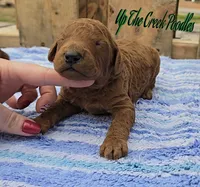 Green Collar, a male Poodle - Standard  for sale in Purdy, MO – Photo 6 of 10