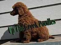Green Collar, a male Poodle - Standard  for sale in Purdy, MO – Photo 2 of 8
