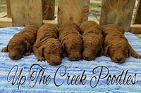 Green Collar, a male Poodle - Standard  for sale in Purdy, MO – Photo 8 of 10