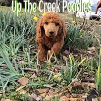 Green Collar, a male Poodle - Standard  for sale in Purdy, MO – Photo 5 of 8