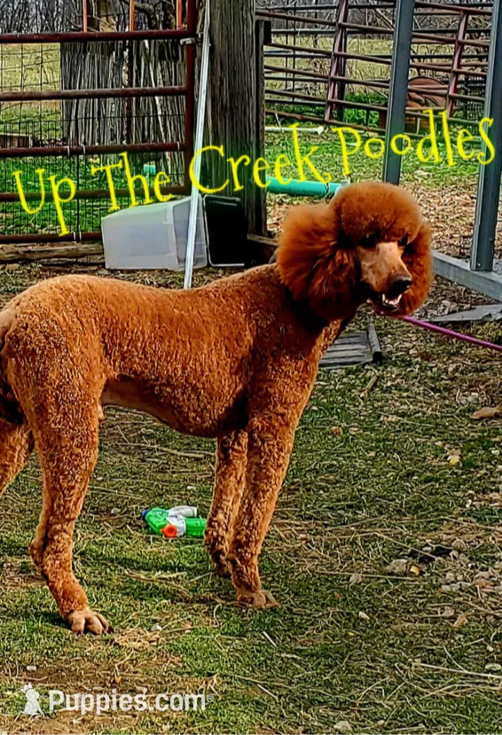 Green Collar, a male Poodle - Standard  for sale in Purdy, MO – Photo 9 of 10