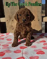 Green Collar, a male Poodle - Standard  for sale in Purdy, MO – Photo 1 of 10