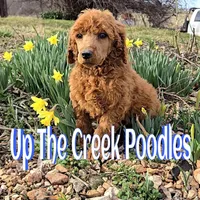 Blue collar, a male Poodle - Standard  for sale in Purdy, MO – Photo 1 of 9