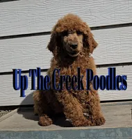 Blue collar, a male Poodle - Standard  for sale in Purdy, MO – Photo 1 of 9