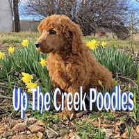 Blue collar, a male Poodle - Standard  for sale in Purdy, MO – Photo 2 of 9