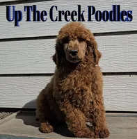 Blue collar, a male Poodle - Standard  for sale in Purdy, MO – Photo 3 of 9