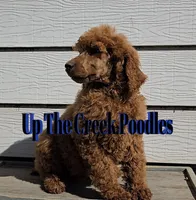 Blue collar, a male Poodle - Standard  for sale in Purdy, MO – Photo 2 of 9