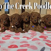 Blue collar, a male Poodle - Standard  for sale in Purdy, MO – Photo 7 of 9