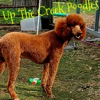 Blue collar, a male Poodle - Standard  for sale in Purdy, MO – Photo 8 of 9