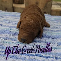 Reserved, a female Poodle - Standard  for sale in Purdy, MO – Photo 5 of 10