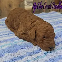 Reserved, a female Poodle - Standard  for sale in Purdy, MO – Photo 6 of 10