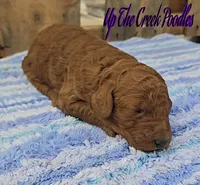 Reserved, a female Poodle - Standard  for sale in Purdy, MO – Photo 6 of 10