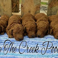 Reserved, a female Poodle - Standard  for sale in Purdy, MO – Photo 8 of 10