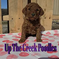 Reserved, a female Poodle - Standard  for sale in Purdy, MO – Photo 2 of 10