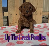 Reserved, a female Poodle - Standard  for sale in Purdy, MO – Photo 2 of 10