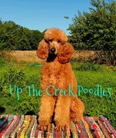 Reserved, a female Poodle - Standard  for sale in Purdy, MO – Photo 10 of 10