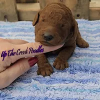 Reserved, a female Poodle - Standard  for sale in Purdy, MO – Photo 7 of 10