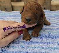 Reserved, a female Poodle - Standard  for sale in Purdy, MO – Photo 7 of 10