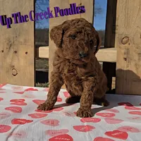 Reserved, a female Poodle - Standard  for sale in Purdy, MO – Photo 3 of 10