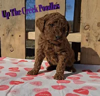 Reserved, a female Poodle - Standard  for sale in Purdy, MO – Photo 3 of 10