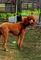 Reserved, a female Poodle - Standard  for sale in Purdy, MO – Photo 9 of 10