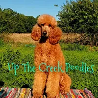 White Collar, a female Poodle - Standard  for sale in Purdy, MO – Photo 10 of 10