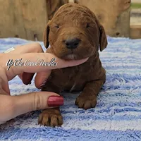 White Collar, a female Poodle - Standard  for sale in Purdy, MO – Photo 5 of 10