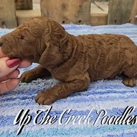 White Collar, a female Poodle - Standard  for sale in Purdy, MO – Photo 6 of 10