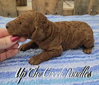 White Collar, a female Poodle - Standard  for sale in Purdy, MO – Photo 6 of 10