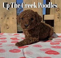 White Collar, a female Poodle - Standard  for sale in Purdy, MO – Photo 2 of 10